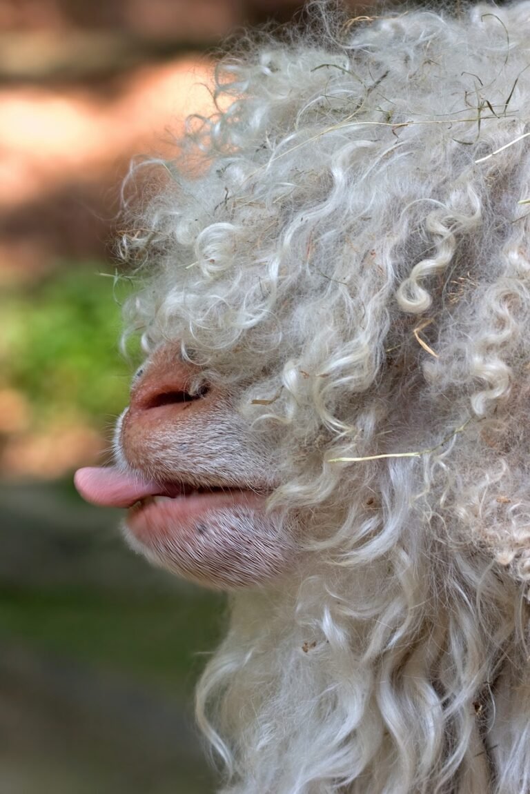 animal, sheep, cashmere, goat, lana, mammal, farm, flock, language, first floor, head, sheep, sheep, sheep, sheep, sheep, nature, cashmere, cashmere, cashmere, cashmere, cashmere, goat, lana, lana